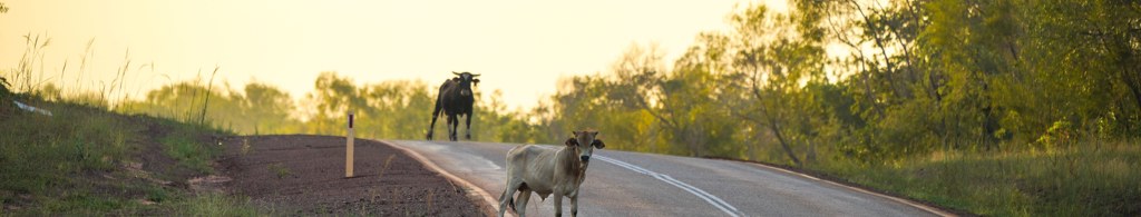 Straying cattle on a regional road